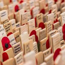Remembrance crosses and poppies by catsanchez