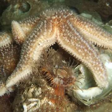 Star fish on rocks by el milligano