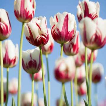 Tulips by kwang mathurosemontri