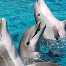 World dolphin day