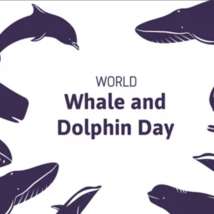 World whale and dolphin day