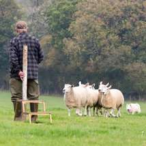 Isle of wight sheep dog trials %28comp%29