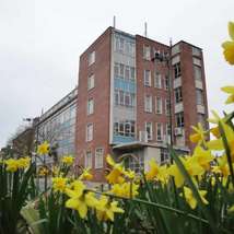 Daffodils outside county hall in newport by simon haytack 1536x1152 1 
