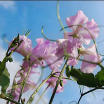 Sweet peas rob young