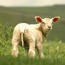 Lamb roger davies