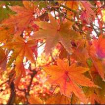 Autumn leaf marufish