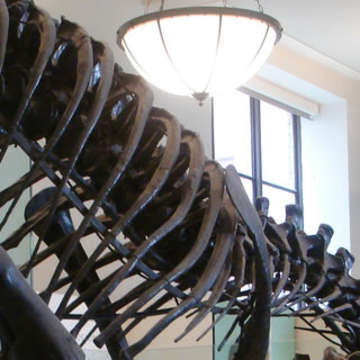Dinosaur bones ricardo martins